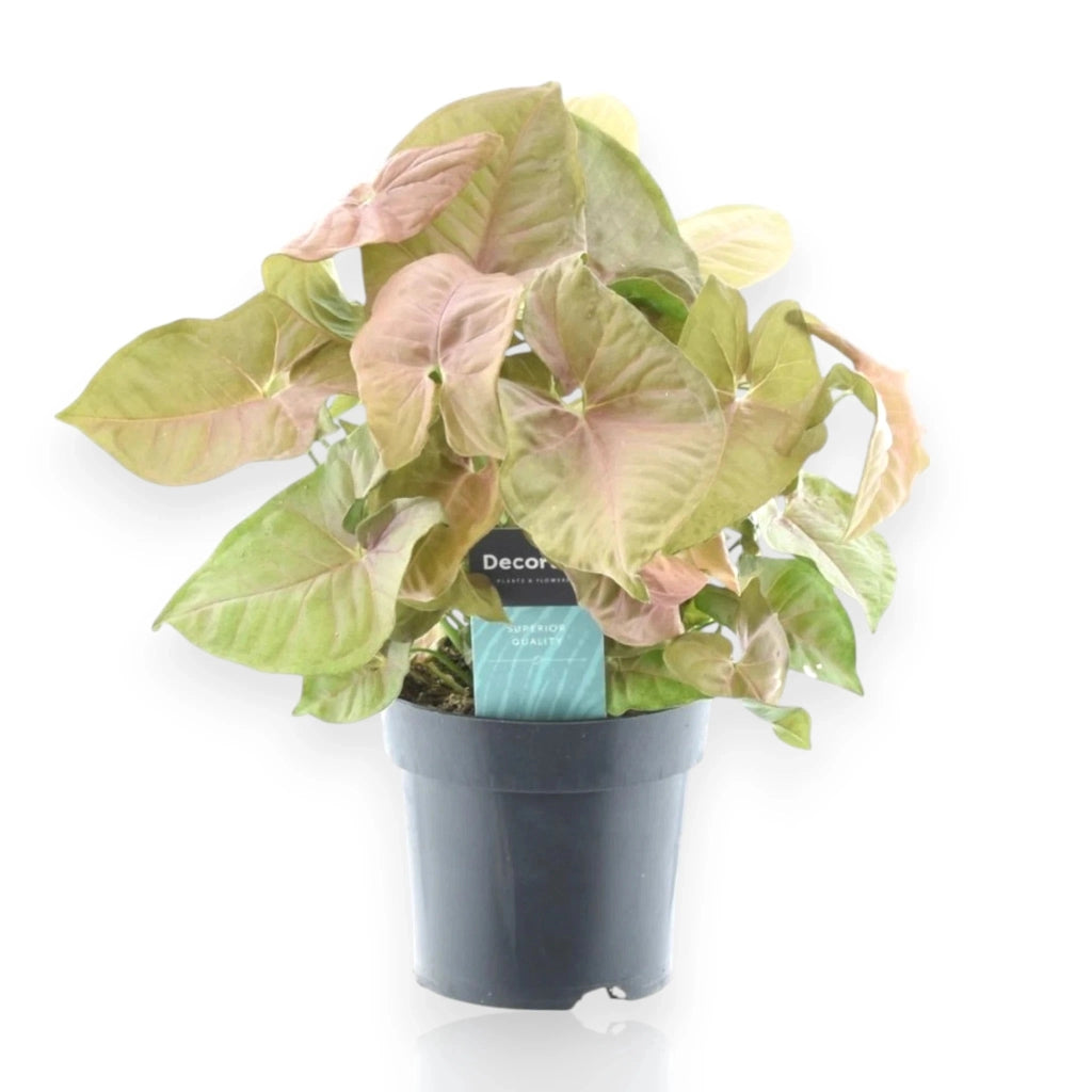 Gardenaria Syngonium 'Red heart' - Pianta da interno ornamentale Altezza: 30 cm (vaso 14)