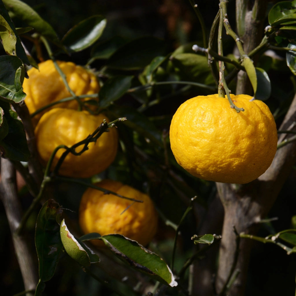 Gardenaria Yuzu - Citrus junos - Pianta di agrume da frutto in vaso Altezza: 60/65 cm (vaso19)