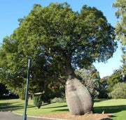 Brachychiton Rupestris Grande Esemplare – Albero Bottiglia foto reali