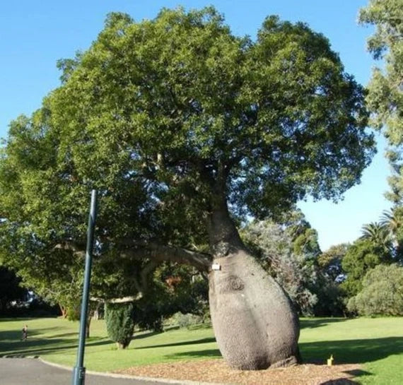Brachychiton Rupestris Grande Esemplare – Albero Bottiglia foto reali