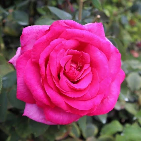 Rosa Wanda Ferragamo® - Rosa da Giardino a Grandi Fiori Rifiorente