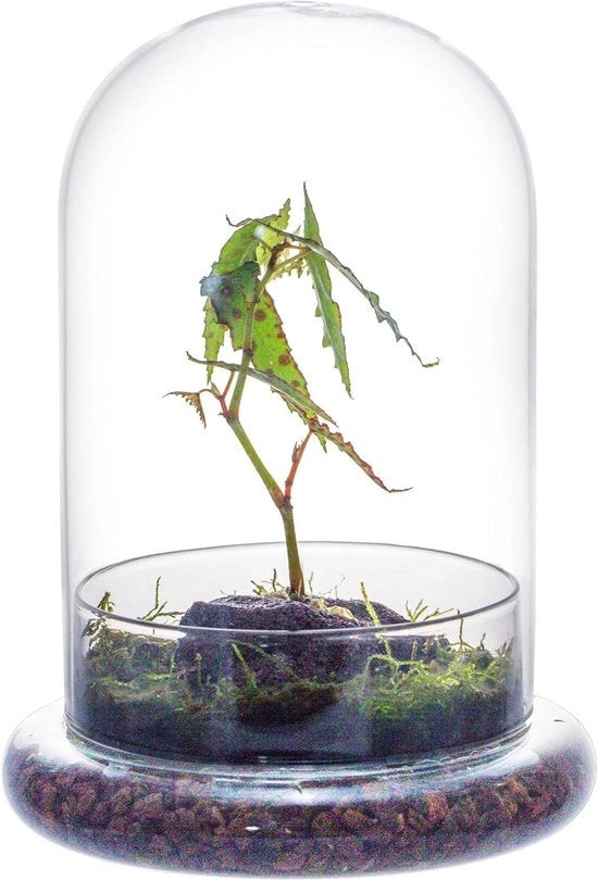 Coppa vetrata con foro d'aria - Terrario per cacti e piante grasse - 1 pezzo - Transparente - Vetro - 15 x 15 x 21 cm