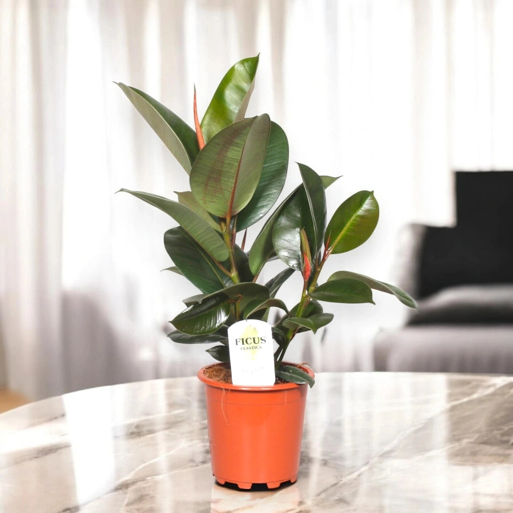Gardenaria Ficus elastica 'Robusta' - Pianta da interno ornamentale Altezza: 120 cm (vaso 24)