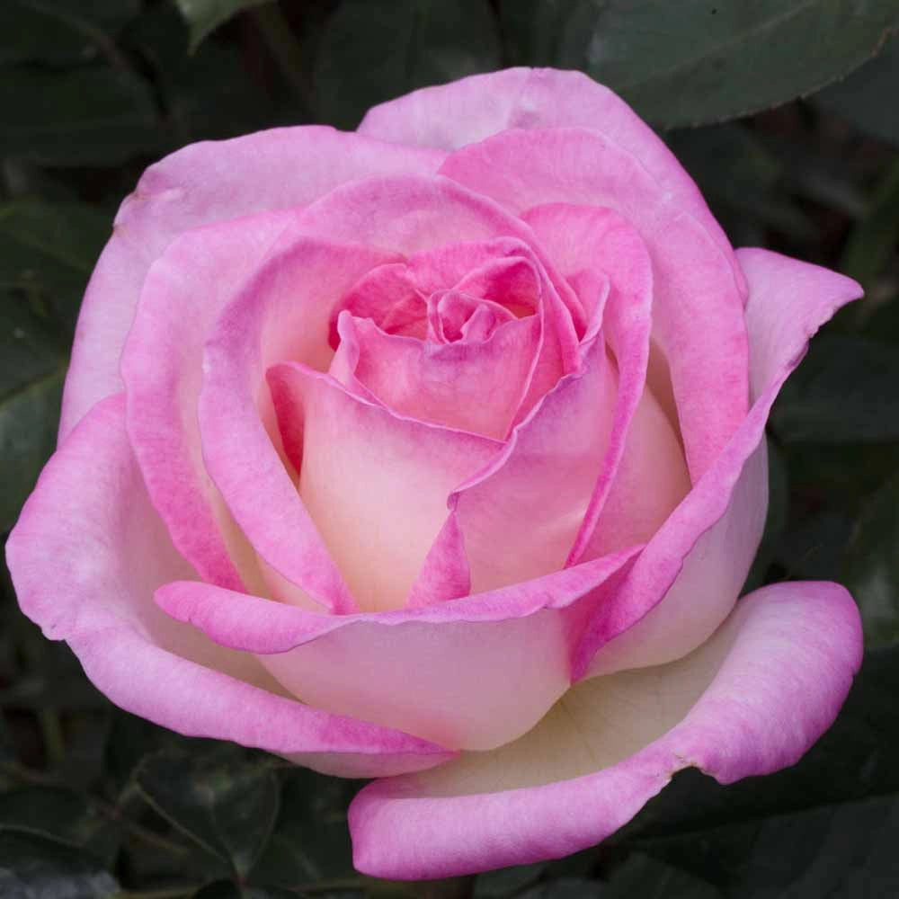 Pianta ROSA PRINCIPESSE DE MONACO® MEILLAND rosa RAMPICANTE  vaso 20cm AMDGarden