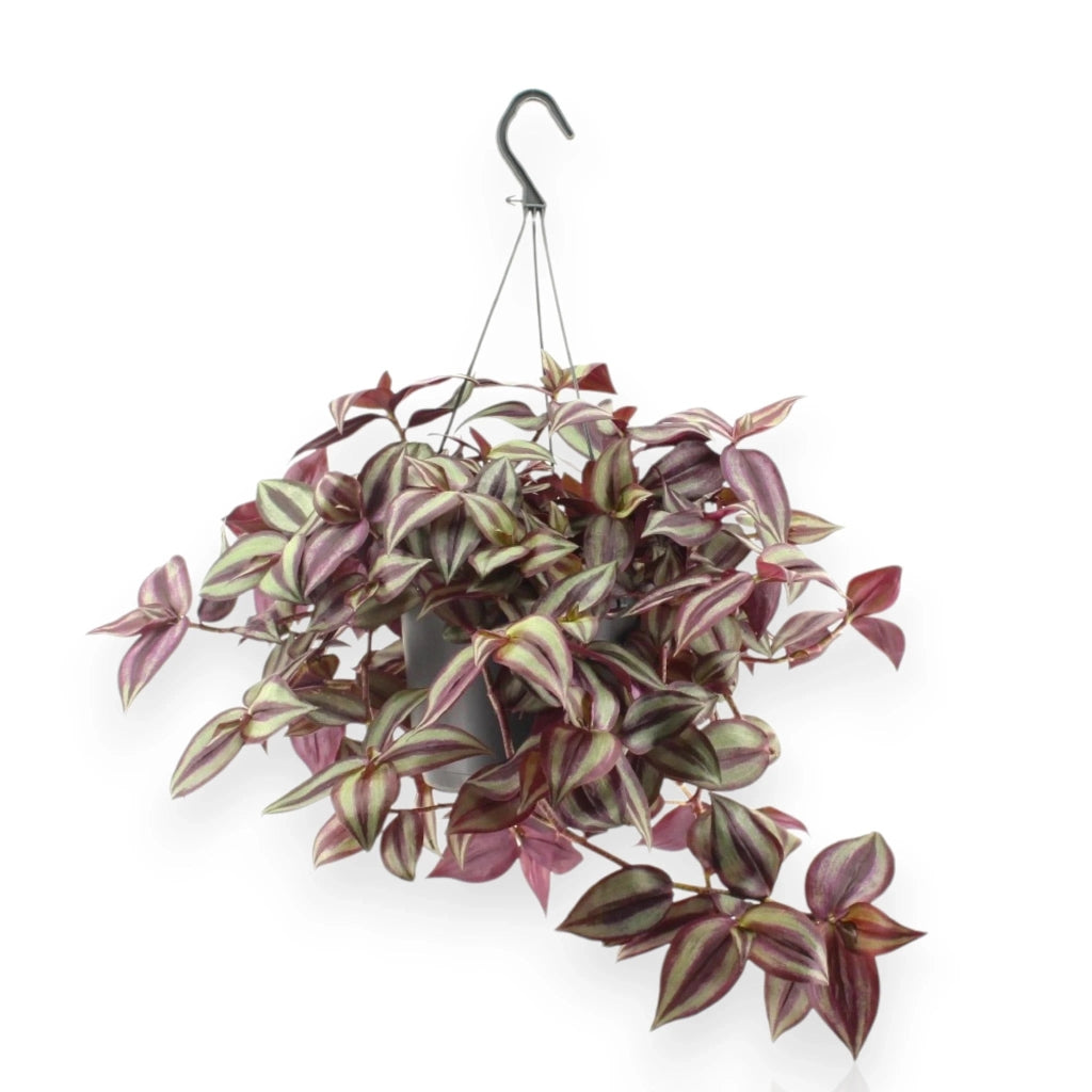 Gardenaria Tradescantia zebrina Violet - Pianta da interno ornamentale Altezza: 25 cm (vaso 17)