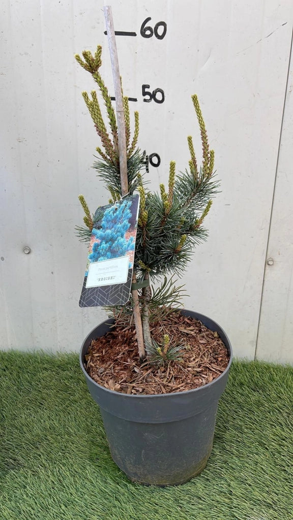 Pianta di PINUS PARVIFLORA 'NEGISHI' Conifera Sempreverde Foto Reali vaso 20cm