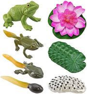 Modello educativo della ciclo vitale del ragnatelo 5 parti - Modello foglia di loto - Modello fiori di loto - Strumento educativo - Modello animale di simulazione - Materiale plastico multicolore - Modello educativo