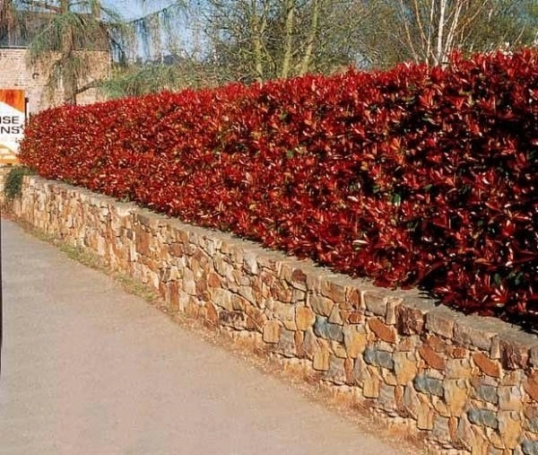 50 PIANTE DI PHOTINIA RED ROBIN H 100cm foto reali piante da siepe