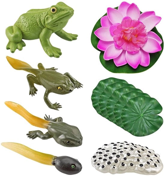 Modello educativo della ciclo della vita del raganella 5 parti - Modello foglia di loto - Modello fiori di loto - Strumento didattico educativo - Modello animale simulato - Materiale plastico multicolore - Modello educativo