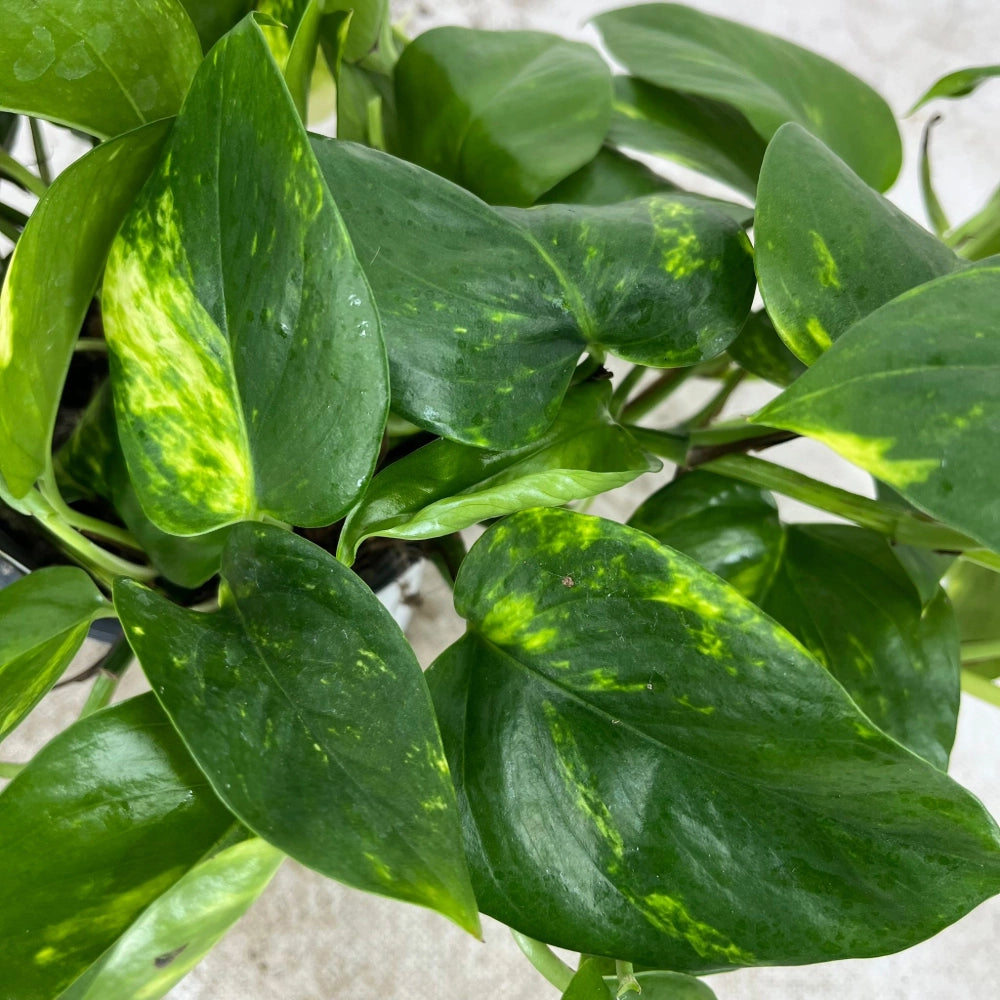Pianta di POTHOS rampicante foglie GIGANTI Potus in vaso Basket 14 cm AMDGarden