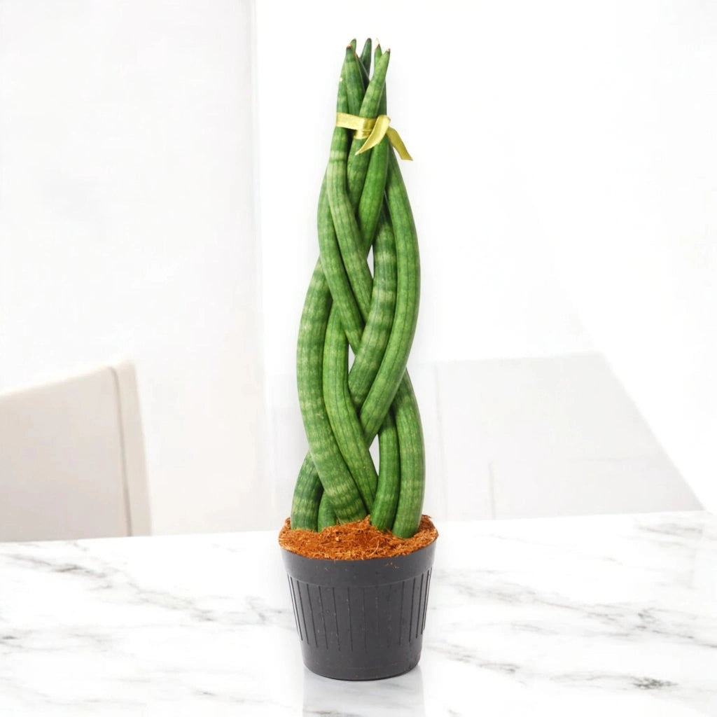Gardenaria Sansevieria cylindrica 'Twister' - Pianta da interno ornamentale Altezza: 40 cm (vaso 12)