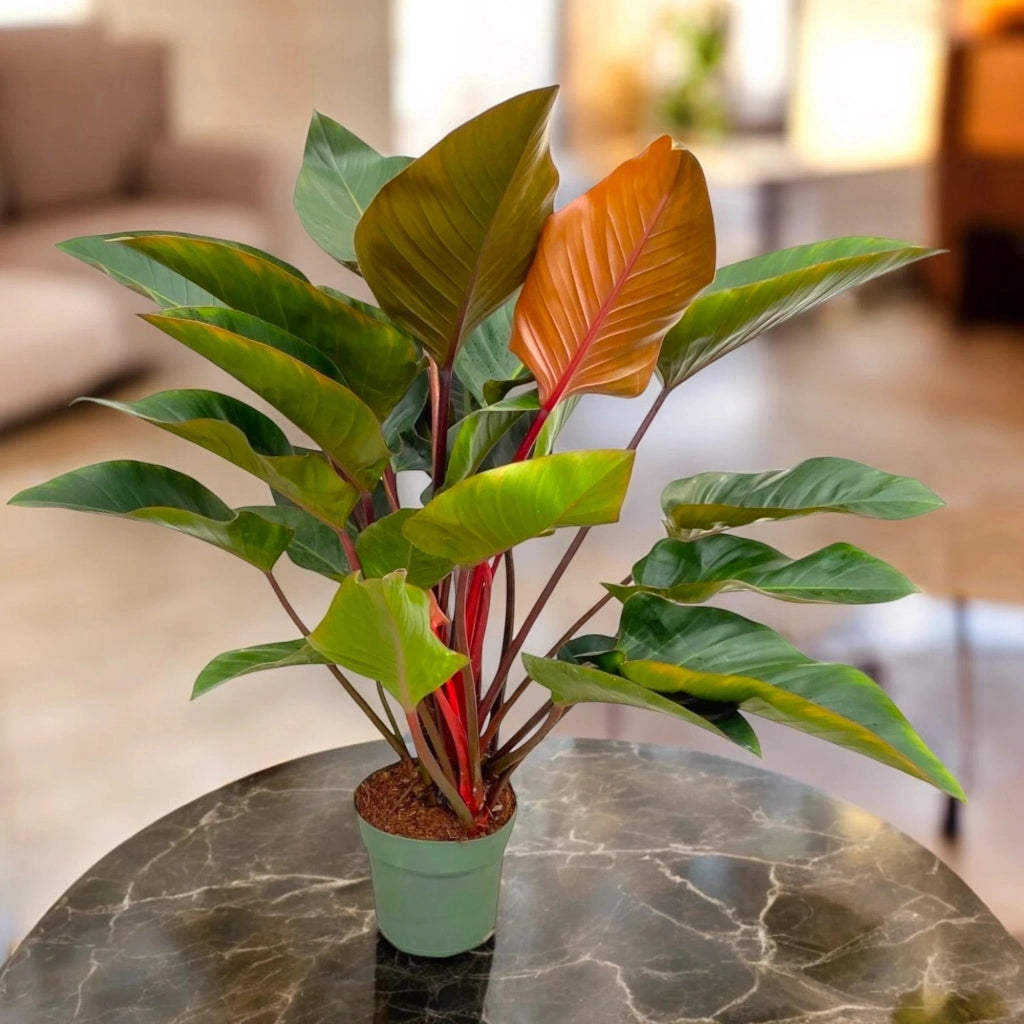 Gardenaria Philodendron 'Red Beauty' - Pianta da interno ornamentale Altezza: 100 cm (vaso 27)