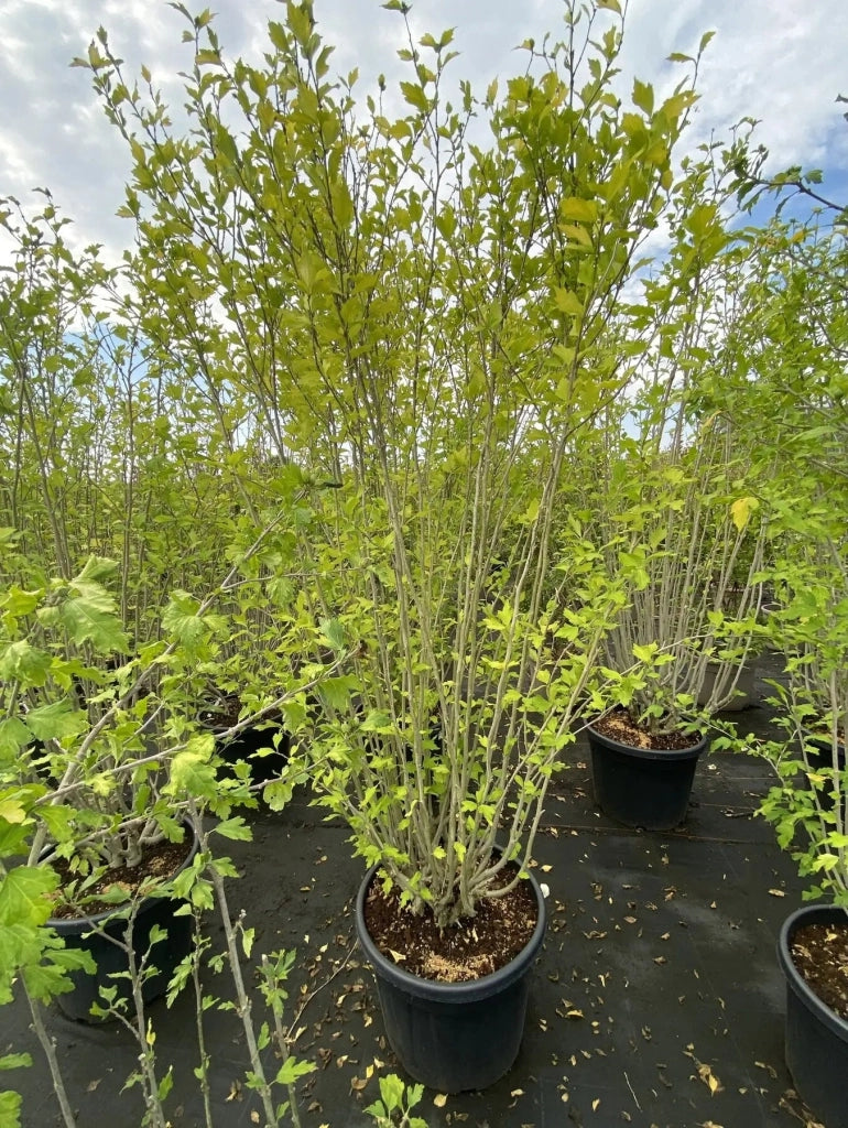 Gardenaria Ibisco - Hibiscus syriacus 'White Chiffon' - Arbusto ornamentale da giardino Altezza: 40/60 cm (vaso19)