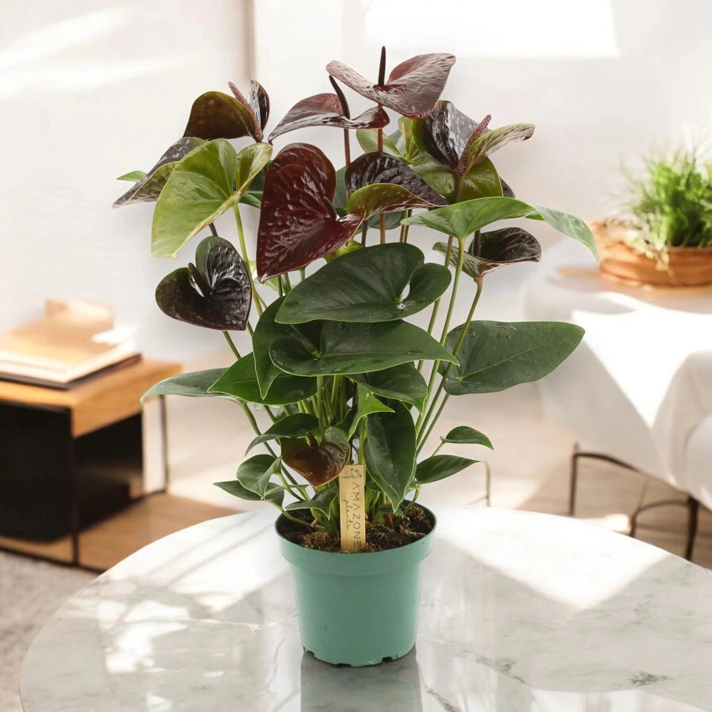 Gardenaria Anthurium andreanum 'Essencia' - Pianta da interno ornamentale Altezza: 50 cm (vaso 14)