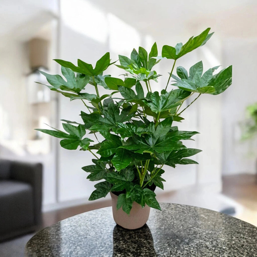 Gardenaria Fatsia japonica (Aralia) - Pianta da interno ornamentale Altezza: 60 cm (vaso 17)