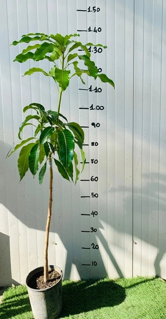 PIANTA DI MANGIFERA INDICA MANGO IRWIN H 140CM, FOTO REALI
