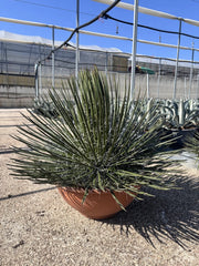 Agave Geminiflora Ciotola 40 cm Pianta Grassa Mediterranea Sempreverde