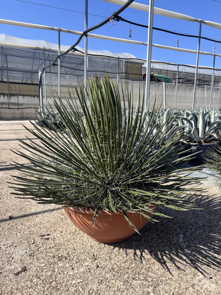 Agave Geminiflora Ciotola 40 cm Pianta Grassa Mediterranea Sempreverde
