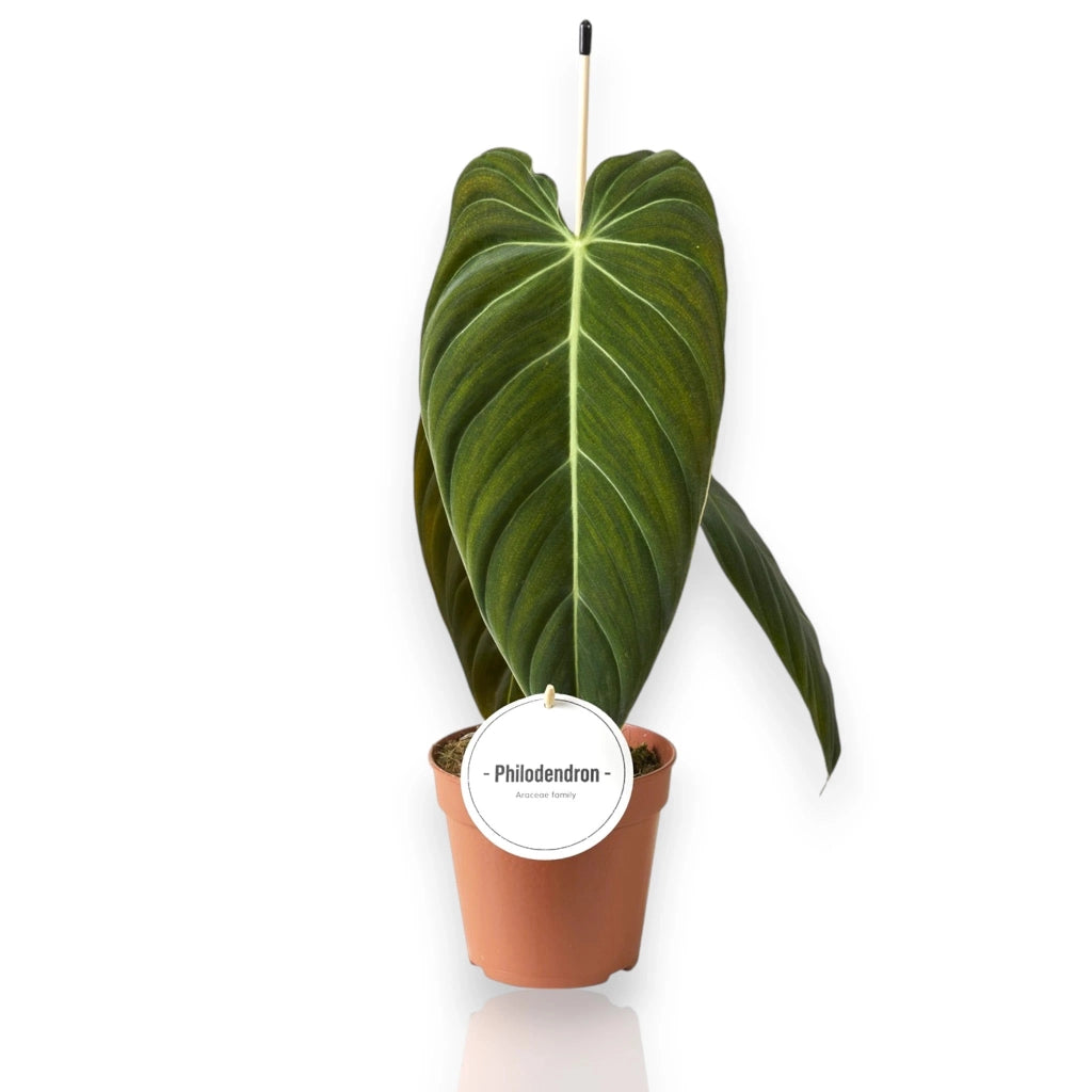 Gardenaria Philodendron melanochrysum - Pianta da interno ornamentale Altezza: 50 cm (vaso 12)