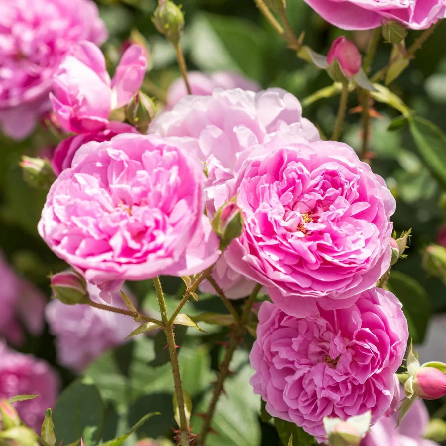 Gardenaria Rosa 'Harlow Carr' - Rosa da giardino Altezza: 40/50 cm (vaso20)