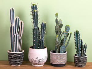 Set 2 Piante Artificiali Cactus Echinopsi con Vasi H 37 cm