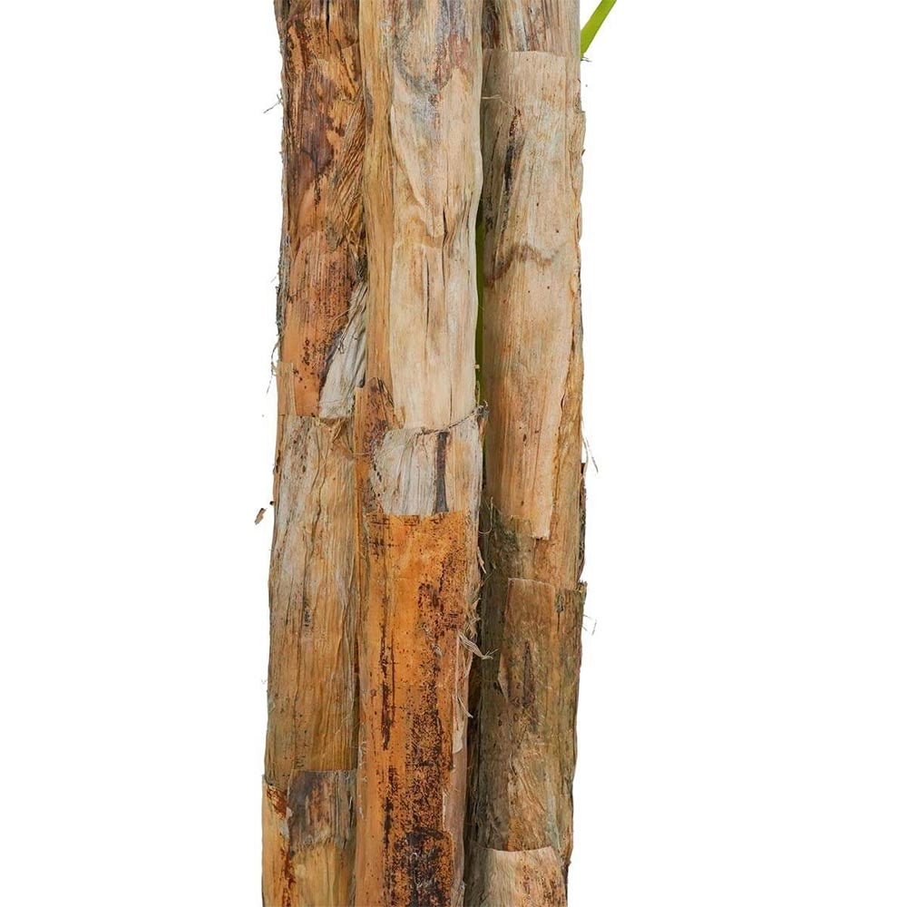 Banano Artificiale con vaso plastica pianta tropicale finta realistica h 270 cm