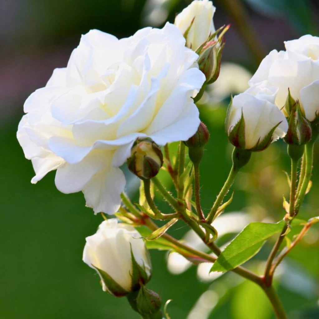 Gardenaria Rosa 'Iceberg' - Rosa da giardino Altezza: 30/35 cm (vaso19)
