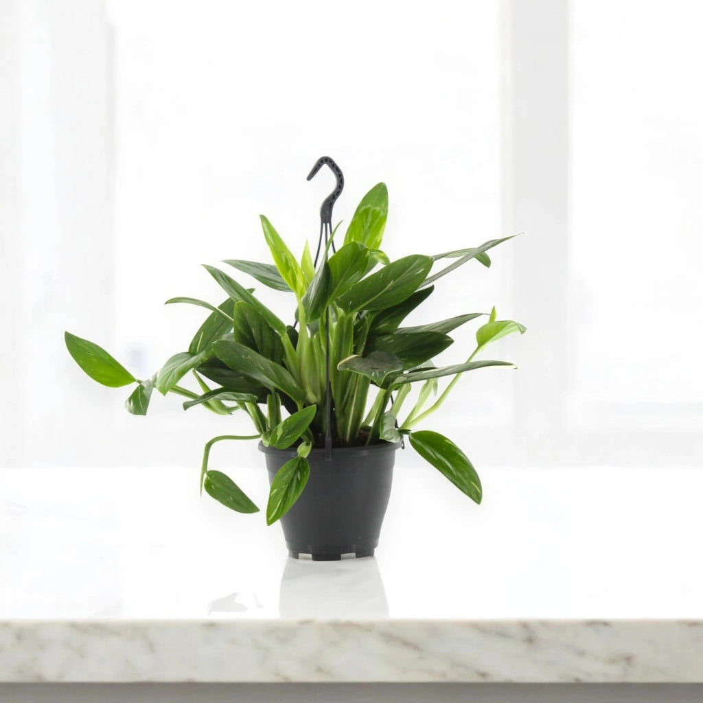 Gardenaria Philodendron 'Cobra' - Pianta da interno ornamentale Altezza: 35 cm (vaso 14)