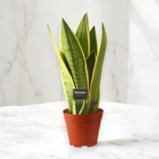 Gardenaria Sansevieria trifasciata 'White Snow' - Pianta da interno ornamentale Altezza: 30 cm (vaso 12)