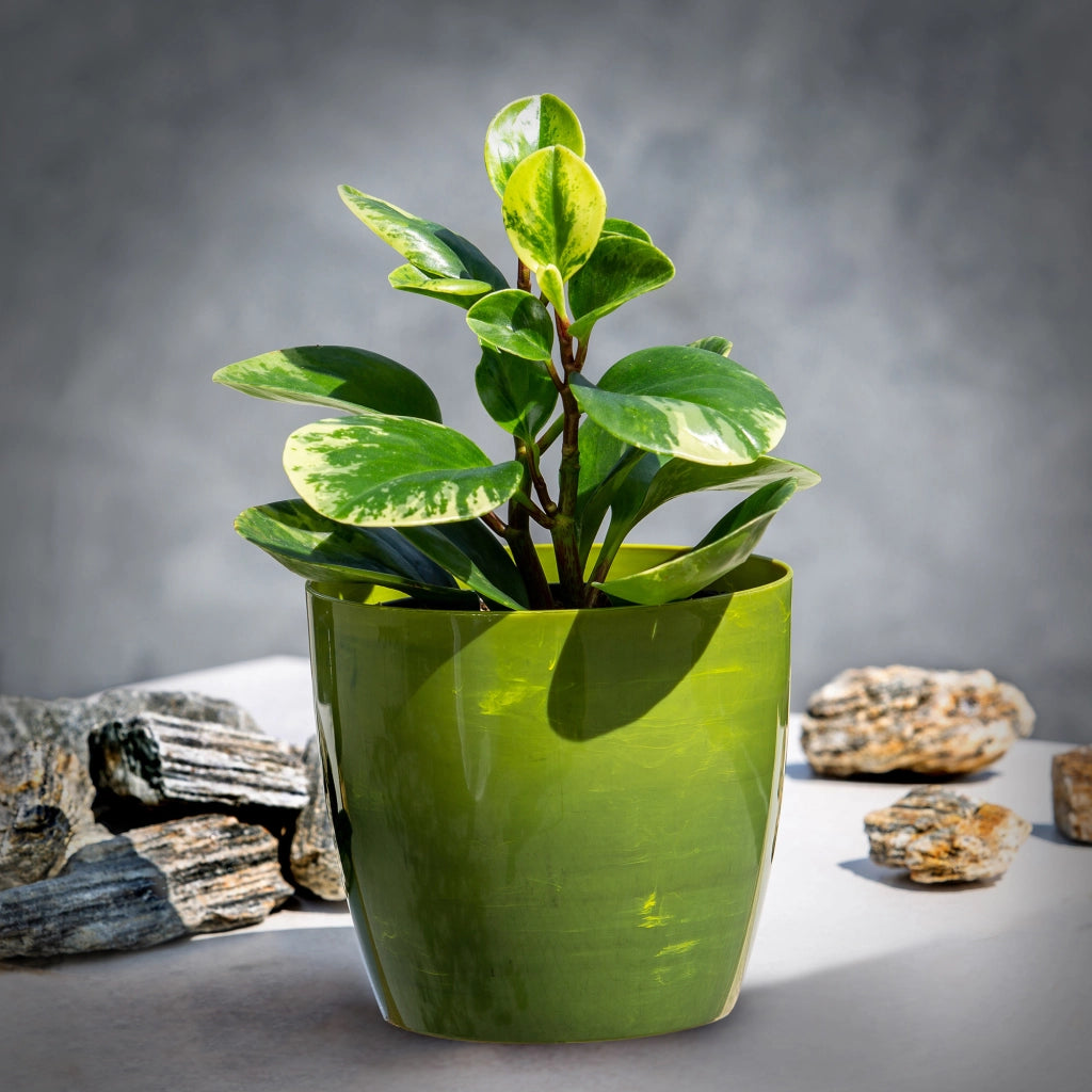 Coprivaso KADAX, rotondo, 12 cm, per soggiorno, verde marmorizzato.