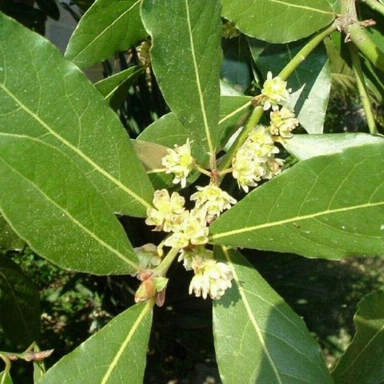 PIANTA di ALLORO DA SIEPE Laurus Nobilis IN VASO DA 20 CM H 70/90 CM FOTO REALE