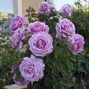 Rosa Barni Love Song cespuglio rifiorente profumato ornamentale