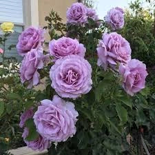 Rosa Barni Love Song cespuglio rifiorente profumato ornamentale
