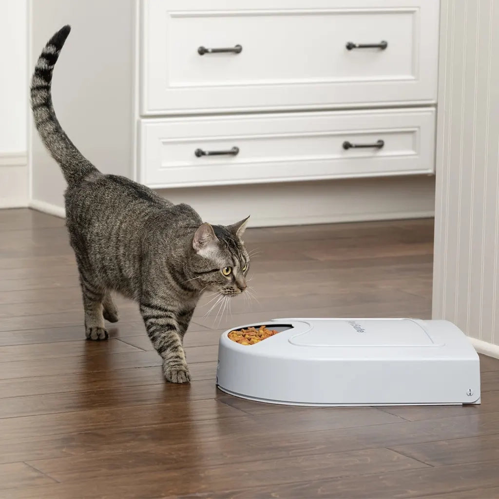 PetSafe Dispensatore di 5 Pasti per Animali Eatwell con Timer Grigio 444458