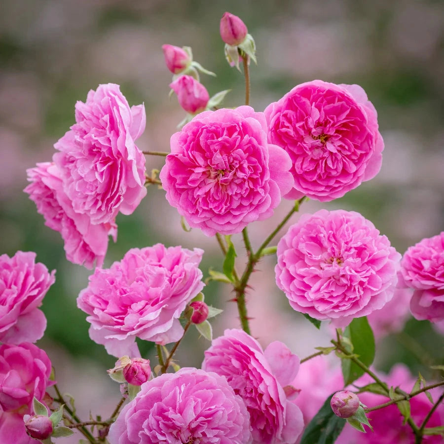 Gardenaria Rosa 'Harlow Carr' - Rosa da giardino Altezza: 40/50 cm (vaso20)