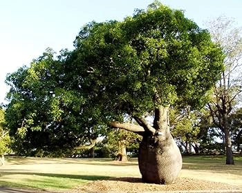 Brachychiton Rupestris – Albero Bottiglia Ornamentale Esotico Selezione Vivaio