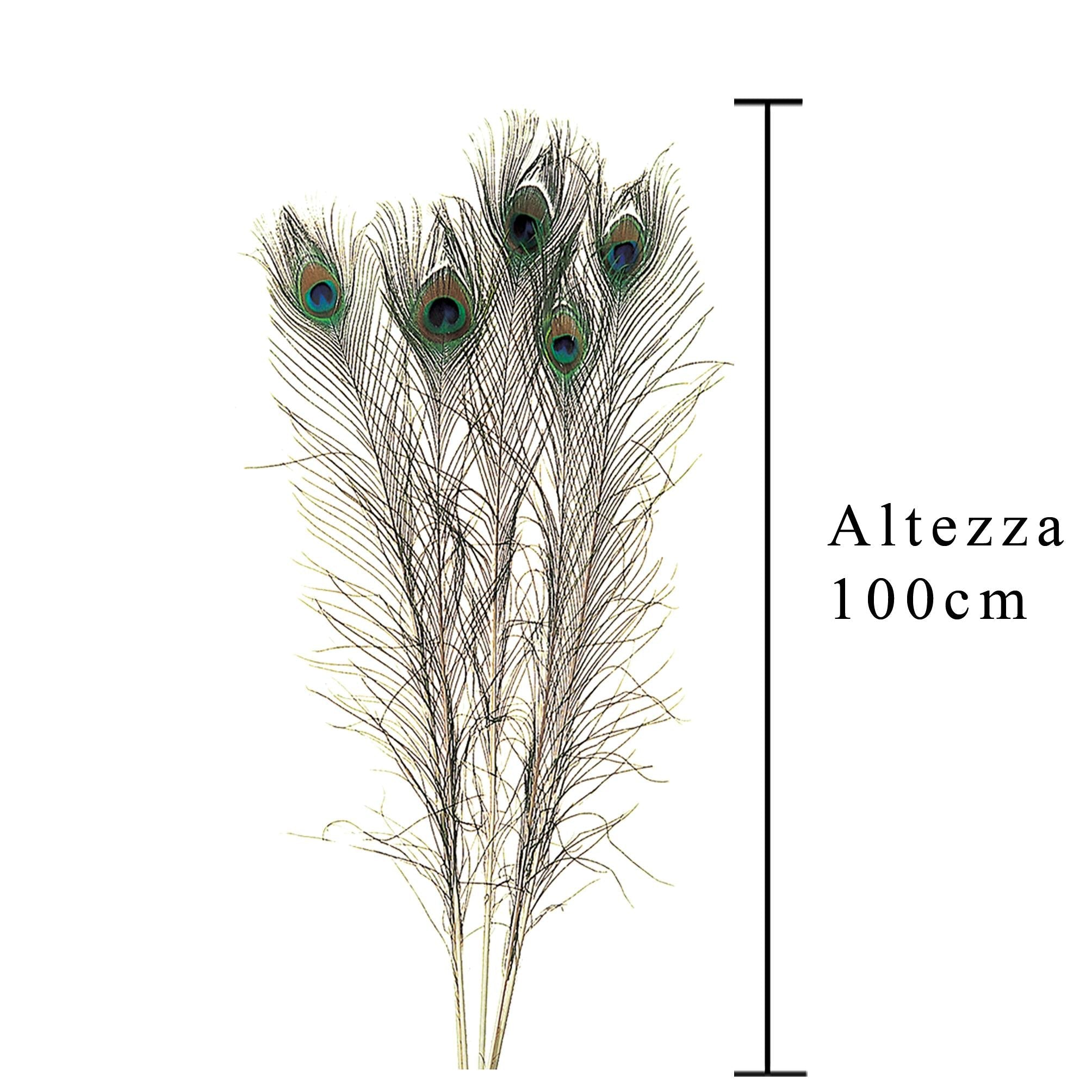 Set 25 Piume Pavone H 75 90 cm