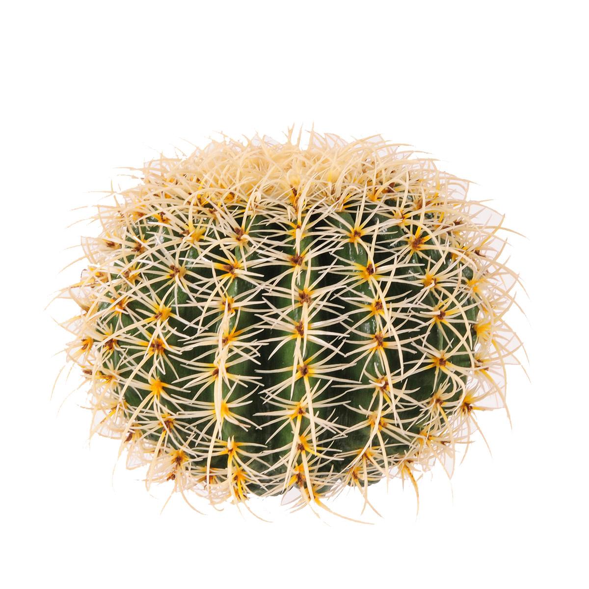 Echinocactus Artificiale
