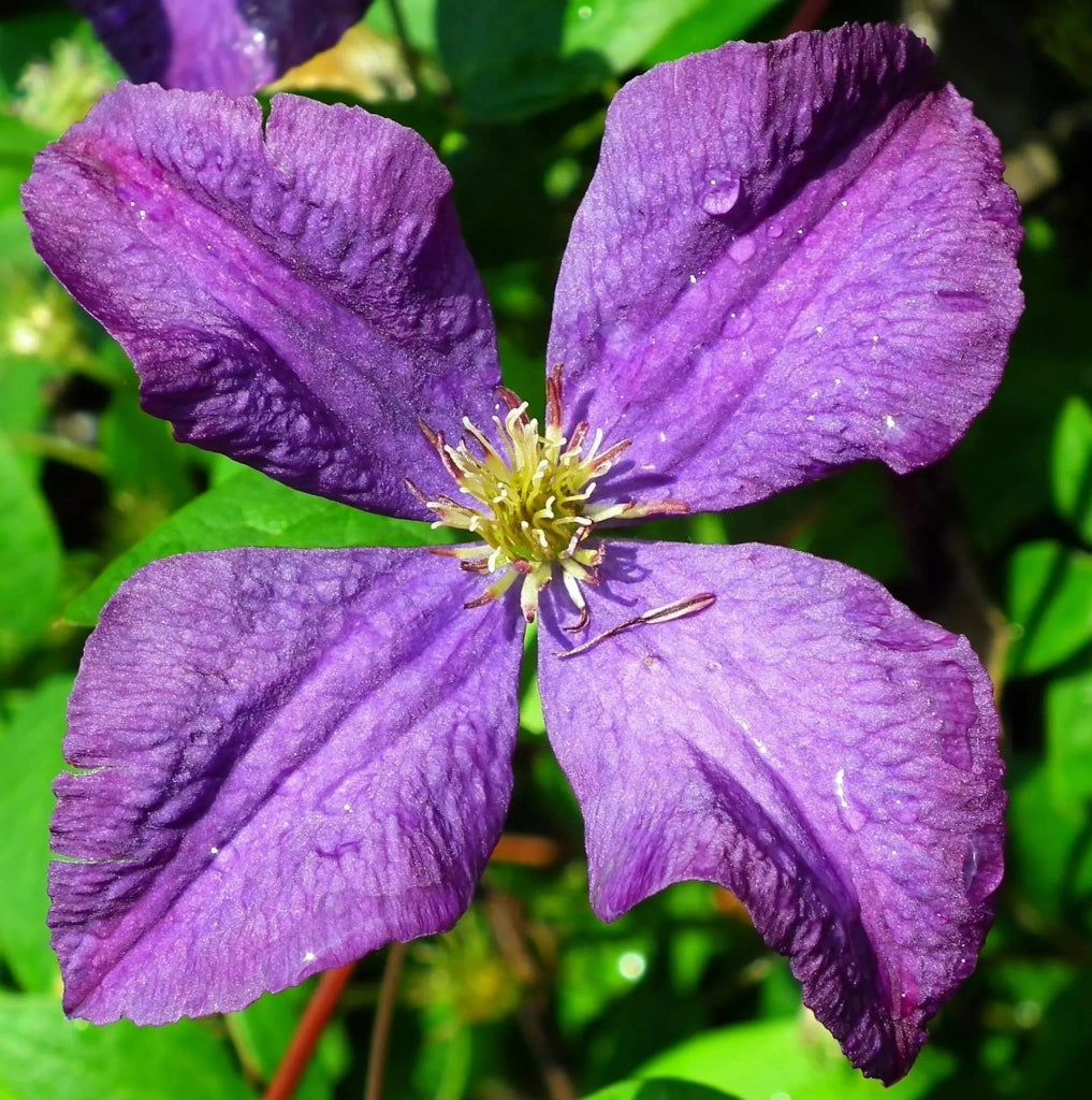 Gardenaria Clematis 'Jackmanii' - Pianta rampicante ornamentale da esterno Altezza: 100/125 cm (vaso19)