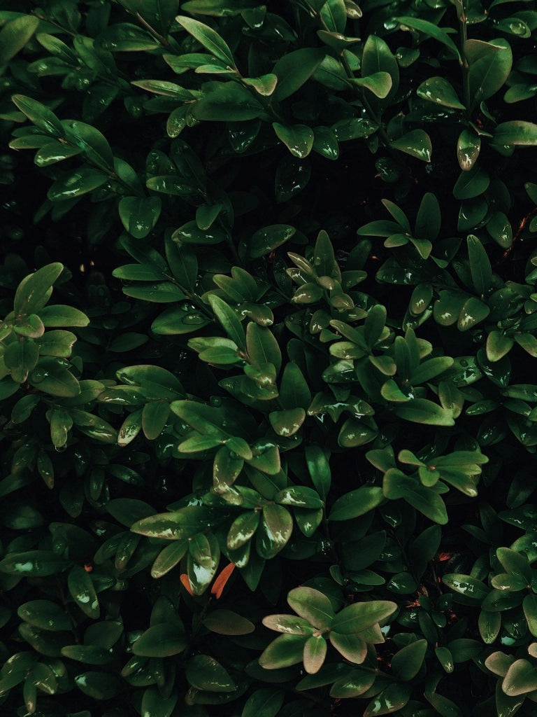BUXUS PUMILLA (BOSSO) VASO 16