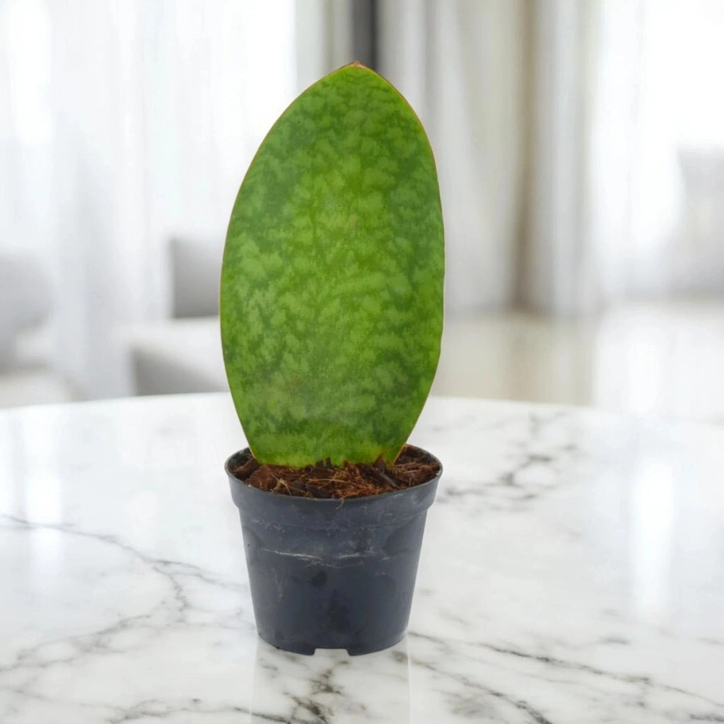Gardenaria Sansevieria masoniana - Pianta da interno ornamentale Altezza: 40 cm (vaso 10)