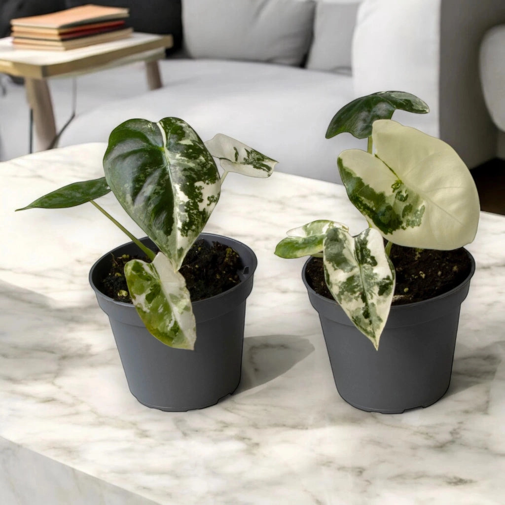 Gardenaria Alocasia variegata - Pianta da interno ornamentale Altezza: 12 cm (vaso 6)