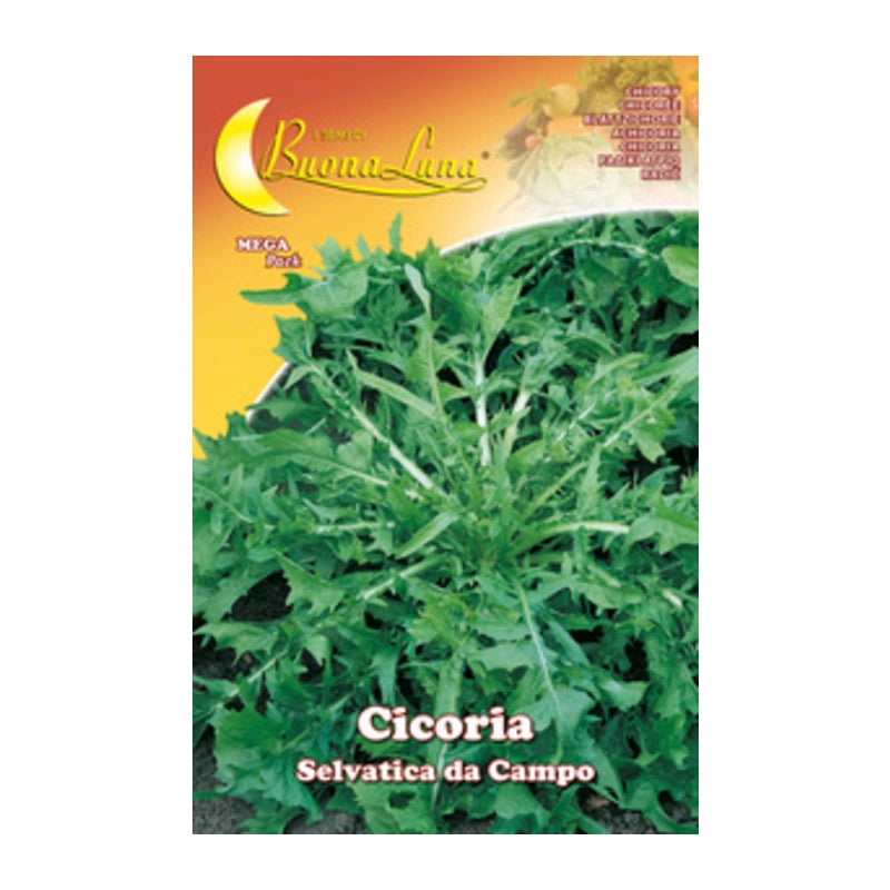 SEMI ORTO CICORIA SELVATICA- HORTUS SEMENTI- 10,0 pz