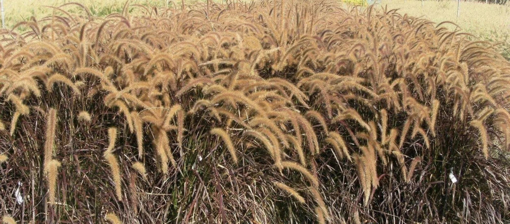 Gardenaria Stipa tenuissima - Graminacea ornamentale da esterno Altezza: 40 cm (vaso 17)