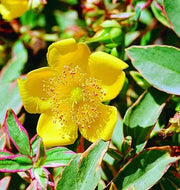 Gardenaria Hypericum moserianum 'Tricolor' - Arbusto ornamentale da giardino Altezza: 30/35 cm (vaso19)