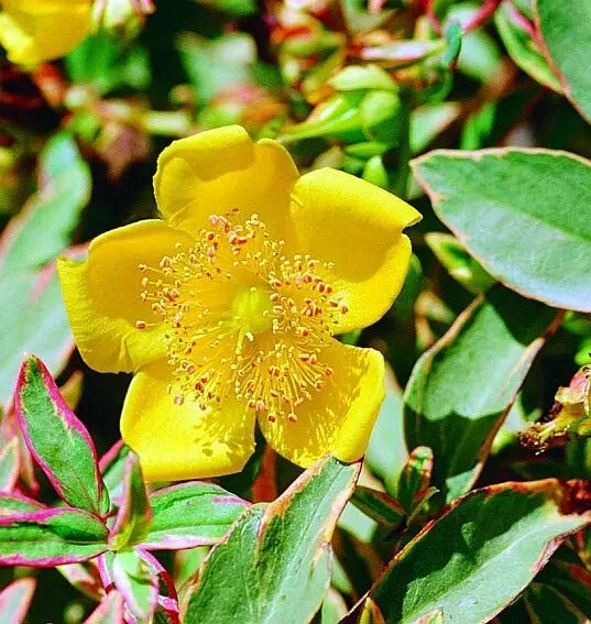Gardenaria Hypericum moserianum 'Tricolor' - Arbusto ornamentale da giardino Altezza: 30/35 cm (vaso19)