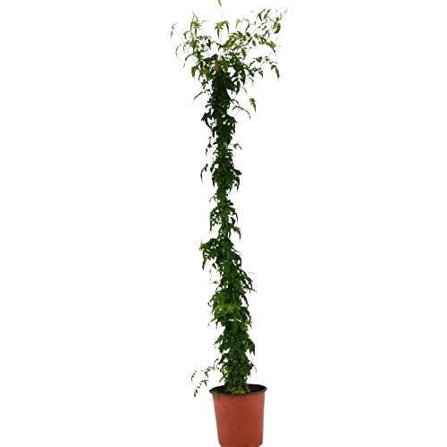 Pianta di GELSOMINO POLIANTA polianthum OFFICINALE Polianta PROFUMATO vaso 18 cm