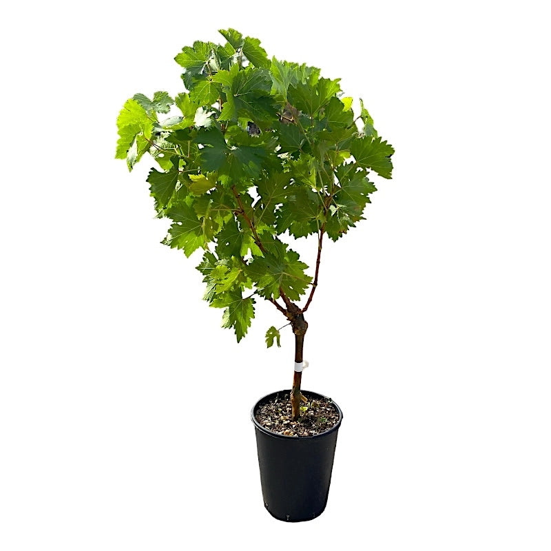 Pianta di UVA VITE innestata DA TAVOLA FRAGOLA NERA ISABELLA NERA in vaso 18 cm AMDGarden
