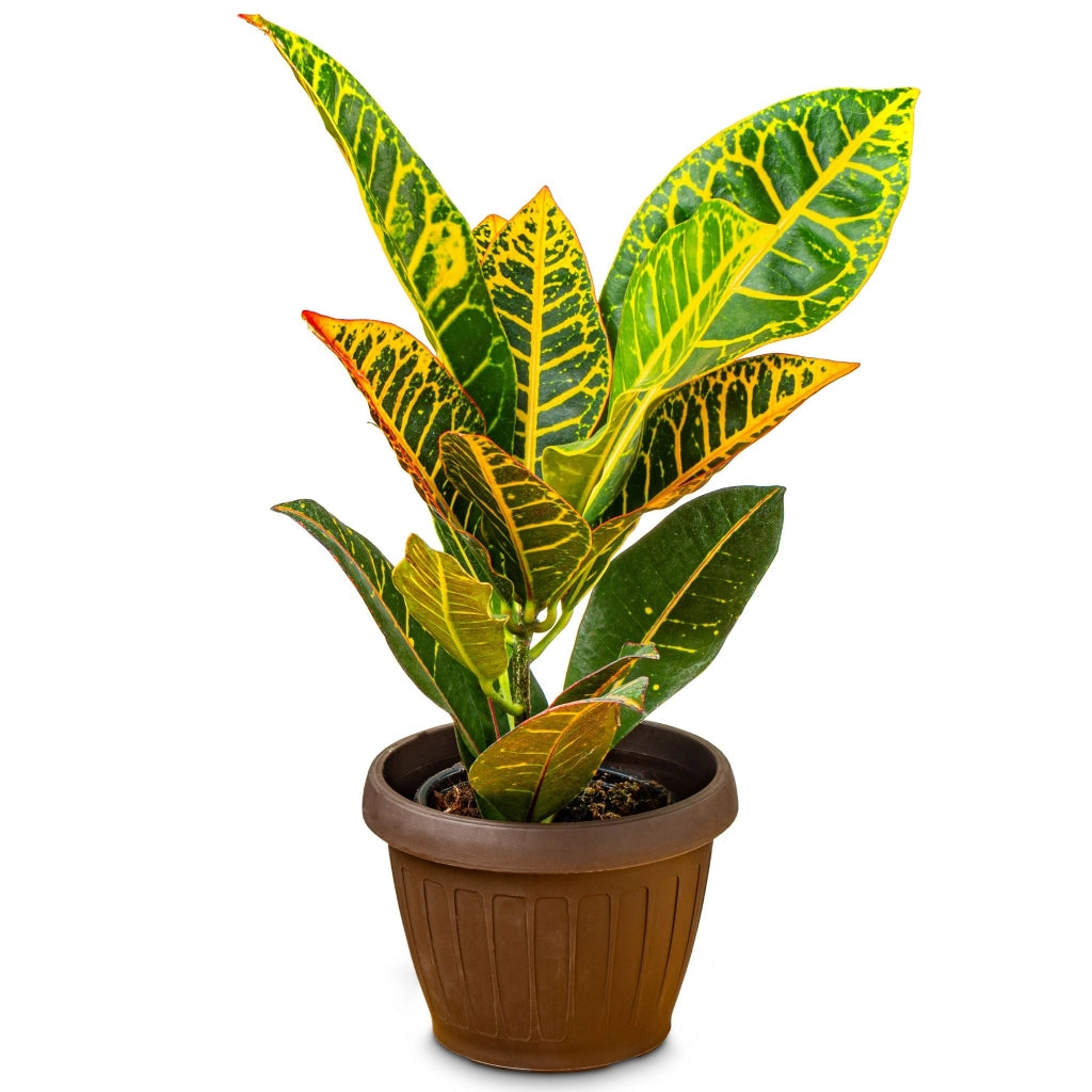 Gardenaria Croton - Codiaeum variegatum 'Mrs.Iceton' - Pianta da interno ornamentale Altezza: 110 cm (vaso 26)