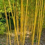 Gardenaria Bambù Giallo - Phyllostachys aureosulcata 'Aureocaulis' - Bambù ornamentale da esterno Altezza: 125/175 cm (vaso24)